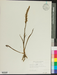 Spiranthes cernua image