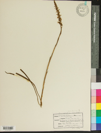 Spiranthes cernua image