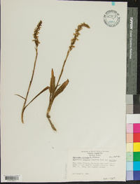 Spiranthes cernua image