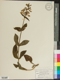 Penstemon canescens image