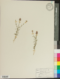 Polygala sanguinea image