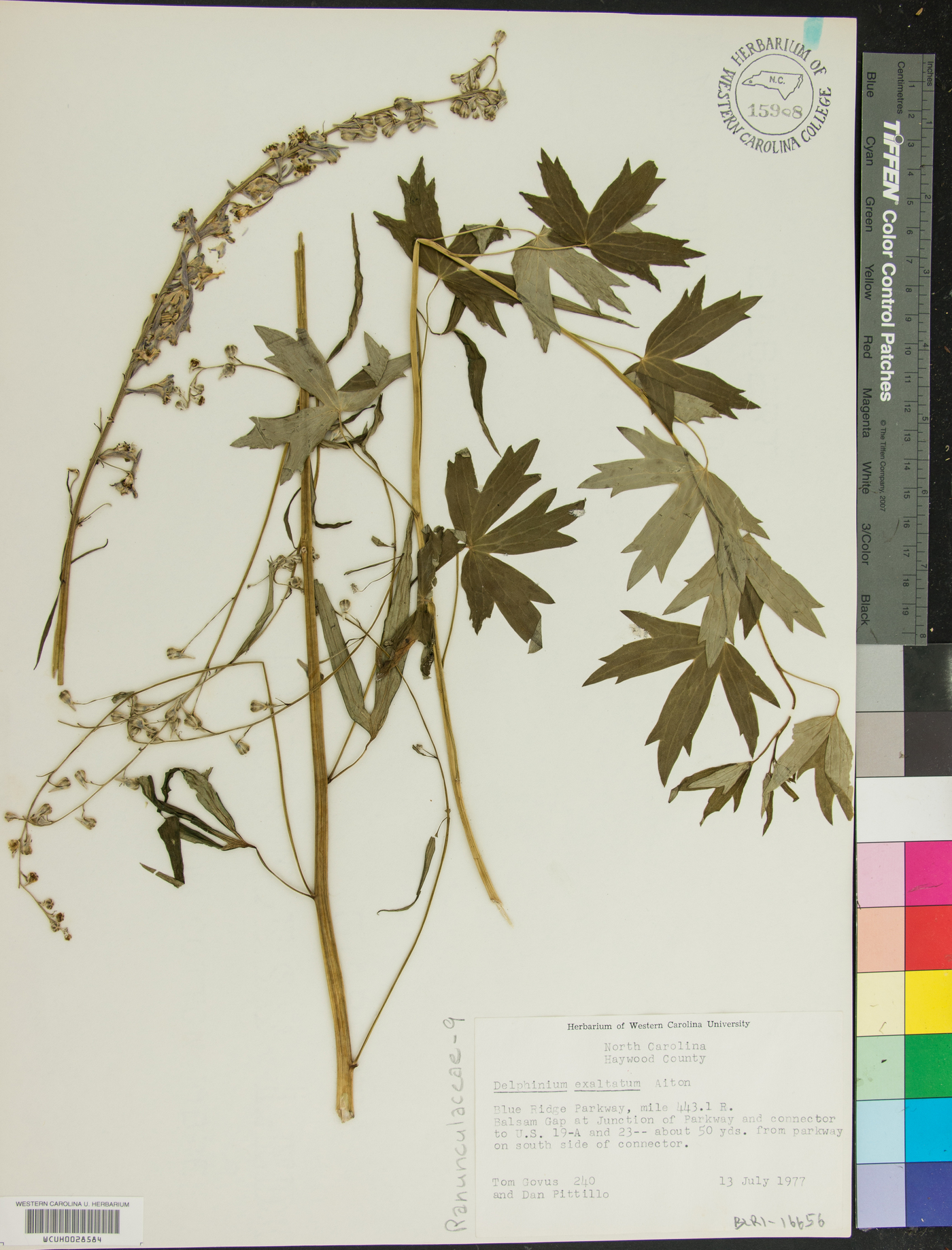 Delphinium exaltatum image