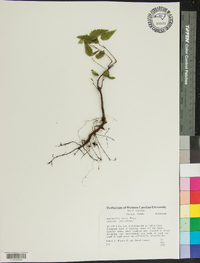 Amelanchier laevis image