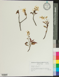 Amelanchier laevis image