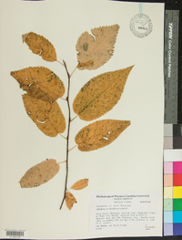 Amelanchier laevis image