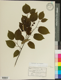 Amelanchier laevis image