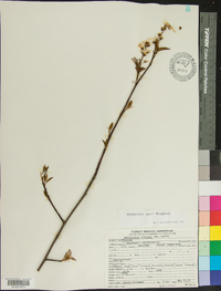 Amelanchier laevis image