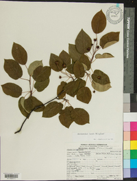 Amelanchier laevis image