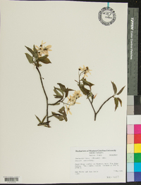 Amelanchier laevis image