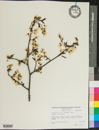 Amelanchier laevis image