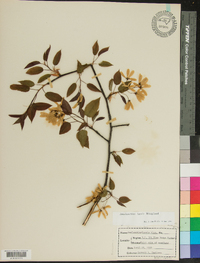 Amelanchier laevis image