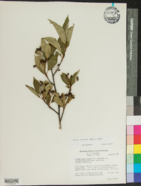 Aronia × prunifolia image