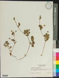 Potentilla canadensis image