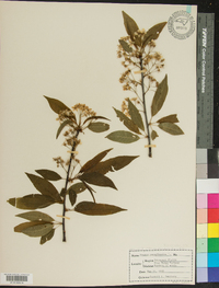 Prunus pensylvanica image