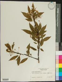 Prunus pensylvanica image