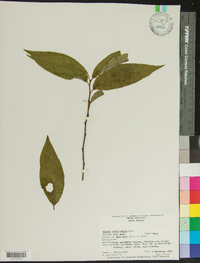 Prunus pensylvanica image