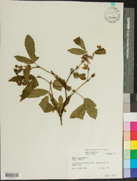 Rubus canadensis image