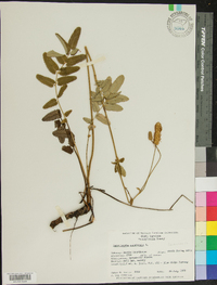 Sanguisorba canadensis image