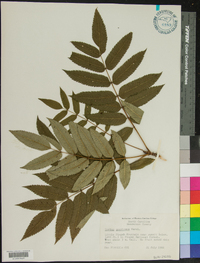 Sorbus americana image