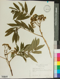 Sorbus americana image