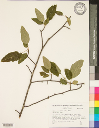 Malus angustifolia image