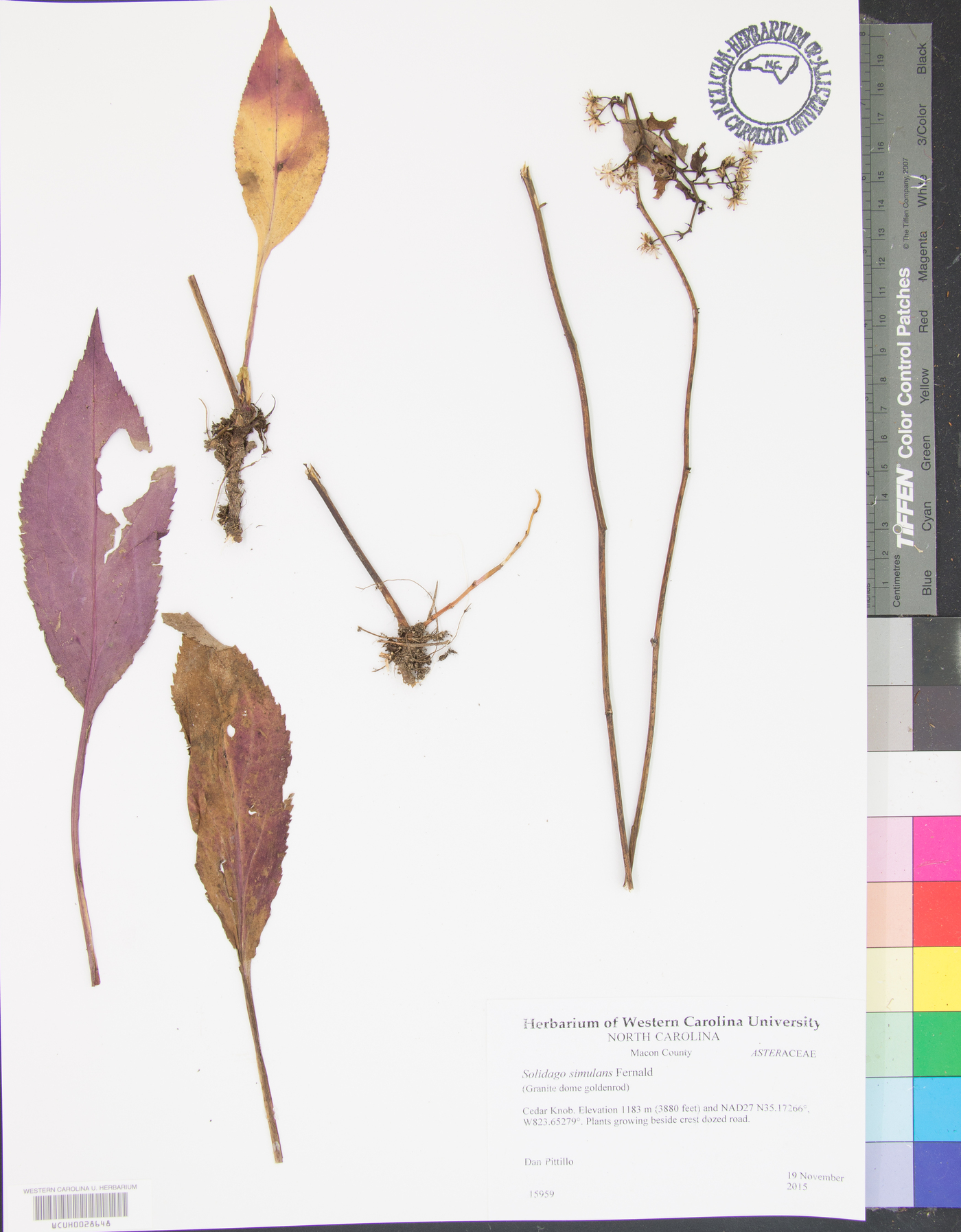 Solidago simulans image