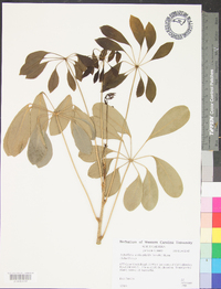 Schefflera actinophylla image