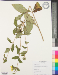 Silphium asteriscus image