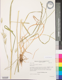 Bromus catharticus image