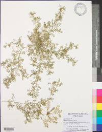 Lepidium didymum image