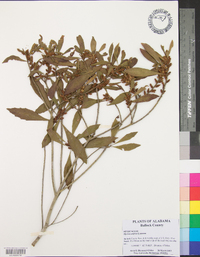 Myrica cerifera image