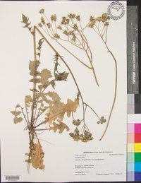 Crepis vesicaria image