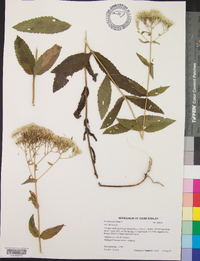 Eupatorium album image