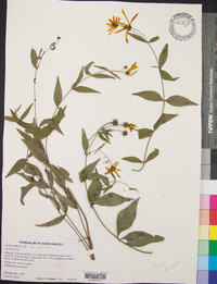 Coreopsis pubescens image