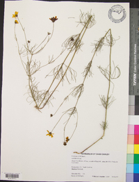 Coreopsis verticillata image