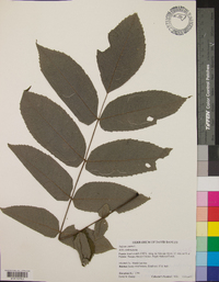 Juglans cinerea image