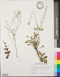 Crepis pulchra image