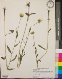 Helianthus angustifolius image