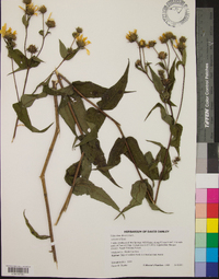 Helianthus divaricatus image