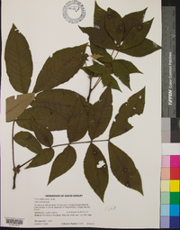 Carya pallida image