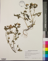 Phacelia bipinnatifida image