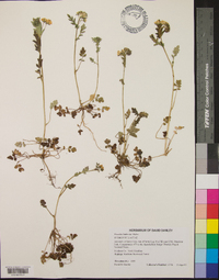 Phacelia fimbriata image