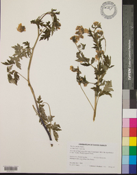 Phacelia purshii image