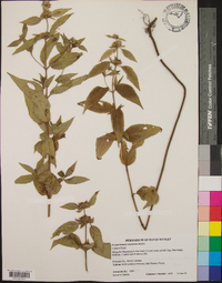 Pycnanthemum montanum image