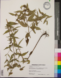 Pycnanthemum verticillatum image