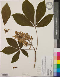 Aesculus flava image