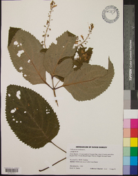 Collinsonia canadensis image