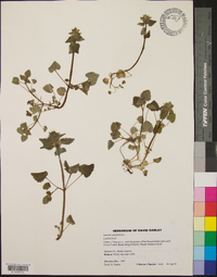 Lamium purpureum image