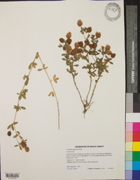 Trifolium aureum image