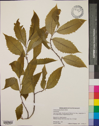 Castanea dentata image